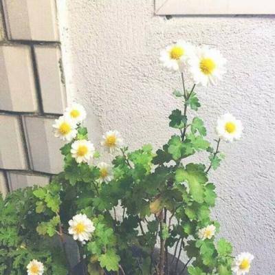 梦想养成计划手游下载